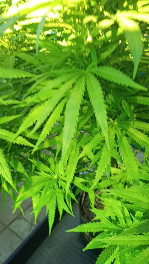 Gello Z & Xpertnutrients