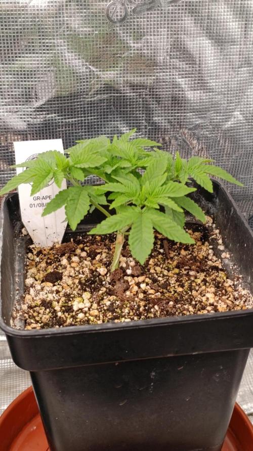 GR-APE. Week 4