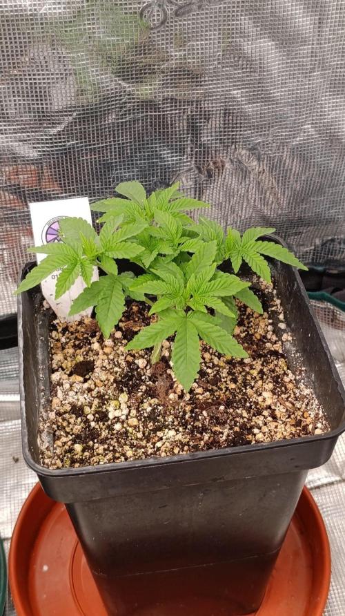 GR-APE. Week 4