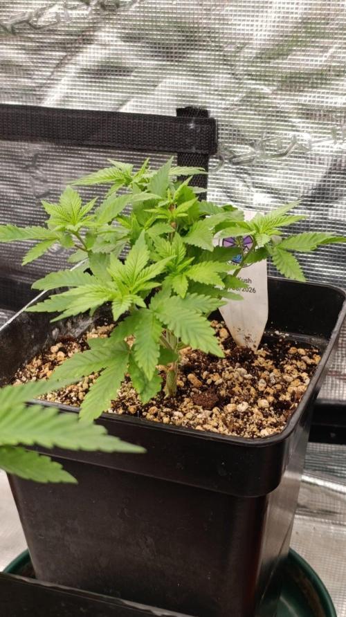Lord Kush. Week 4