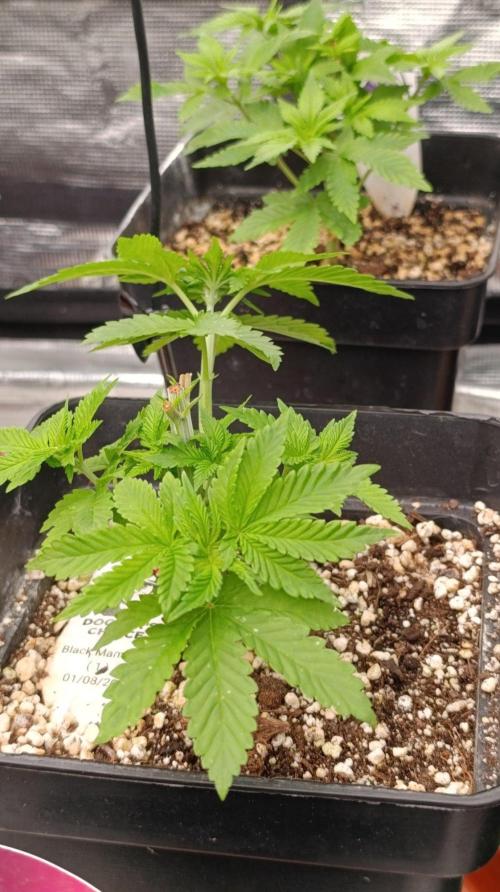 Black Mamba #42. Week 4