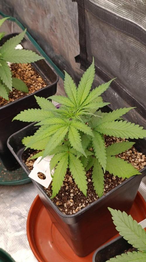 Jack 47 FV. Week 4