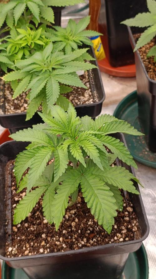 Jack 47 FV. Week 4