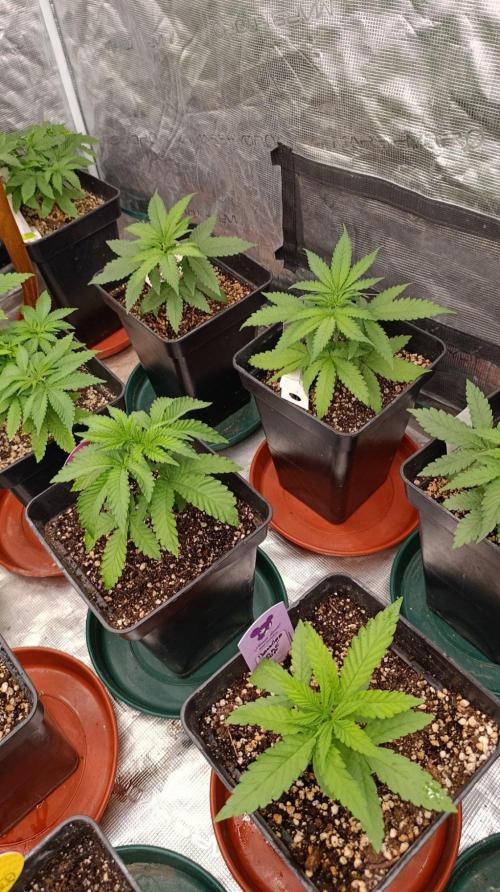 Jack 47 FV. Week 4