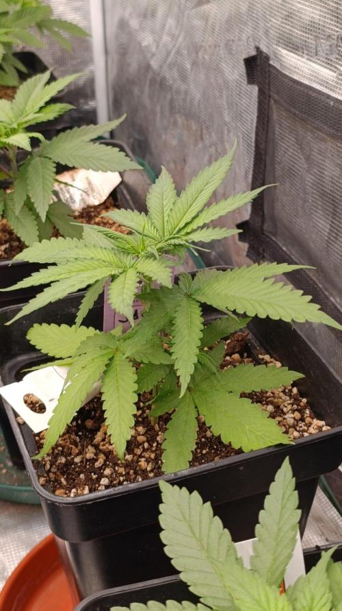 Jack 47 FV. Week 4