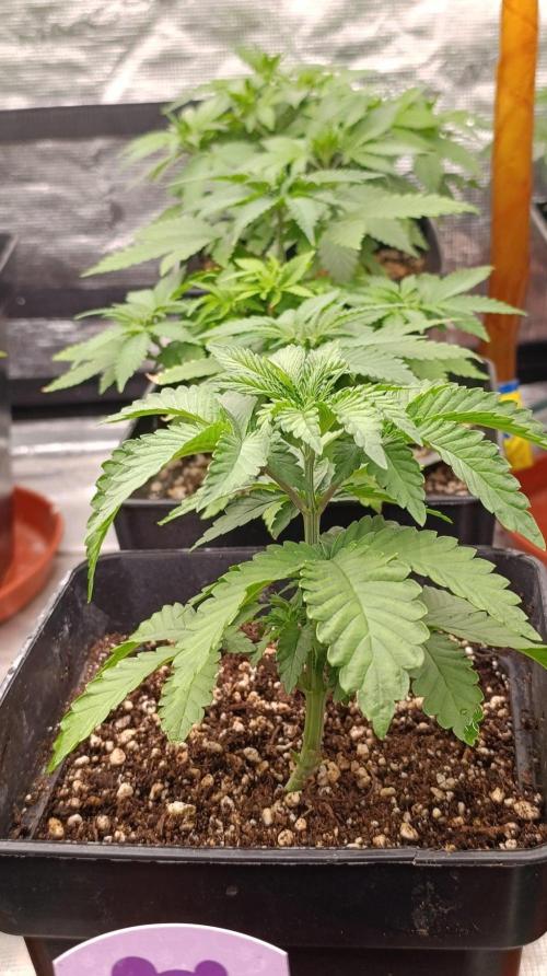 Jack 47 FV. Week 4