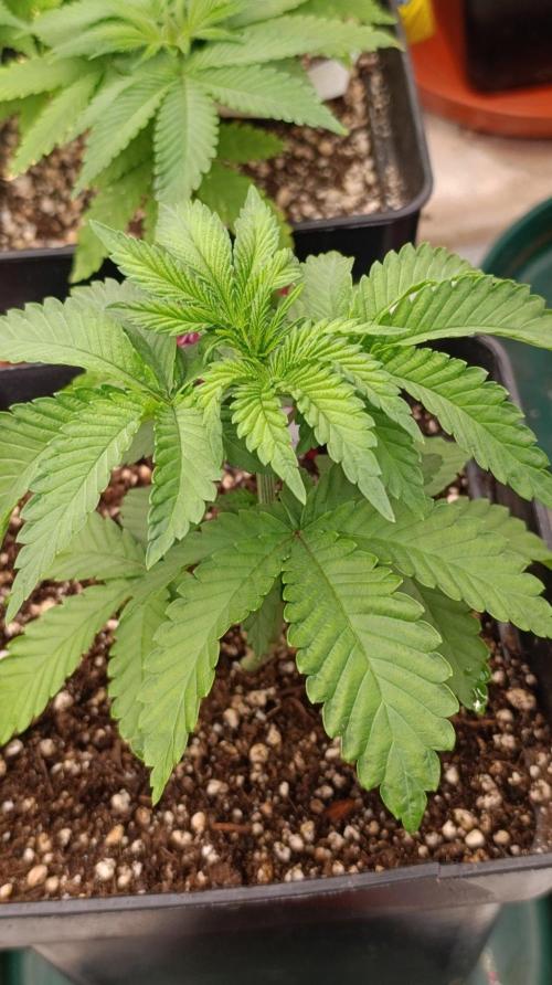 Jack 47 FV. Week 4