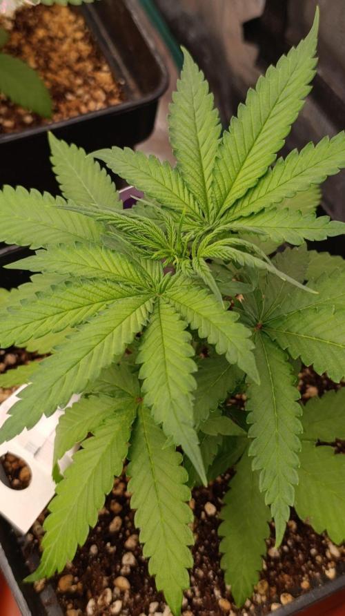 Jack 47 FV. Week 4