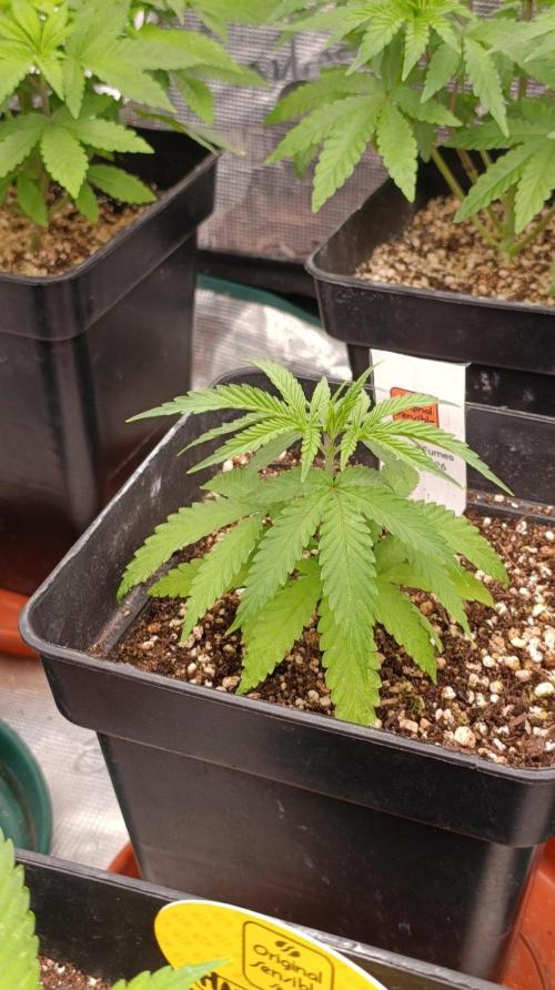 Banana Fumes Round II. Week 4