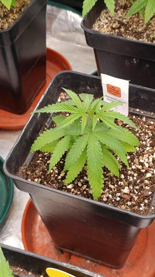 Banana Fumes Round II. Week 4