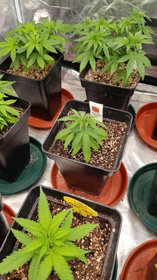 Banana Fumes Round II. Week 4