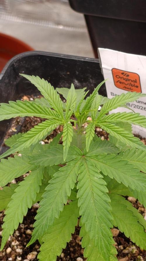 Banana Fumes Round II. Week 4