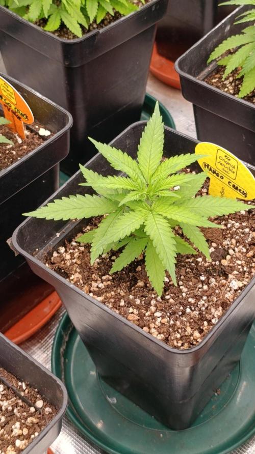 Mango Crack. Week 3