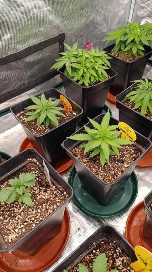 Mango Crack. Week 3