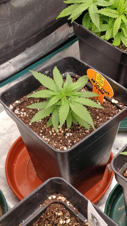 Mango Crack. Week 3