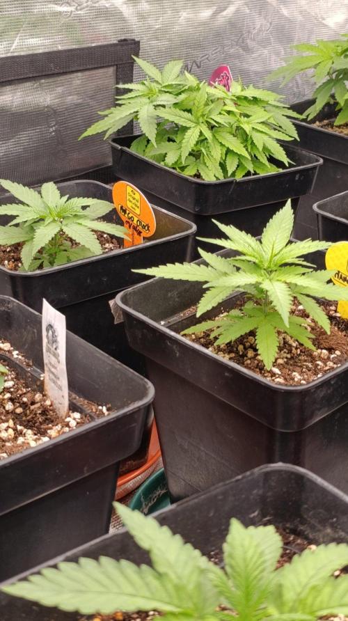 Mango Crack. Week 3