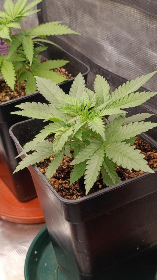 Banana Cream OG. Week 3