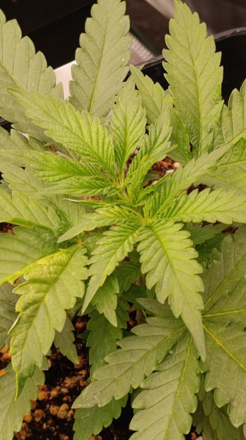 Banana Cream OG. Week 3
