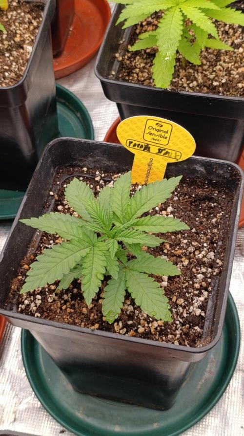 Papaya Stank. Week 3
