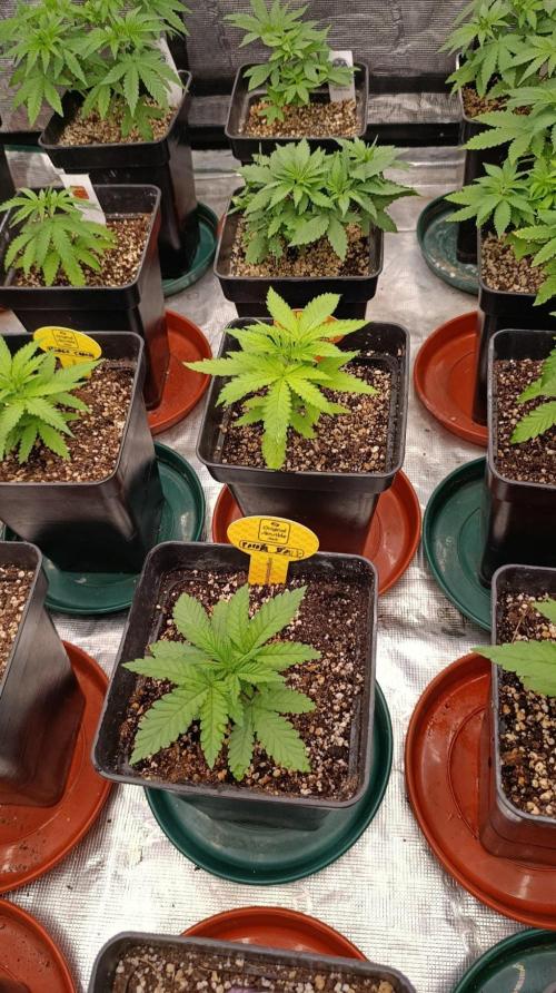 Papaya Stank. Week 3