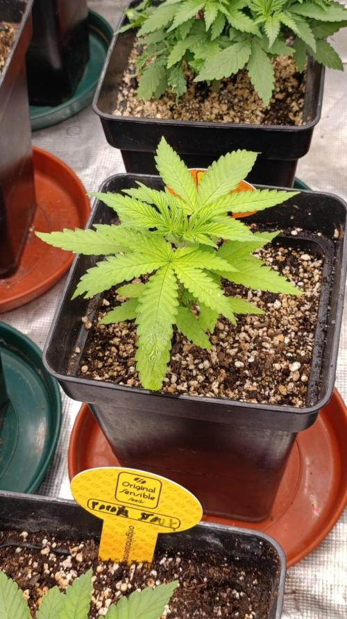 Papaya Stank. Week 3
