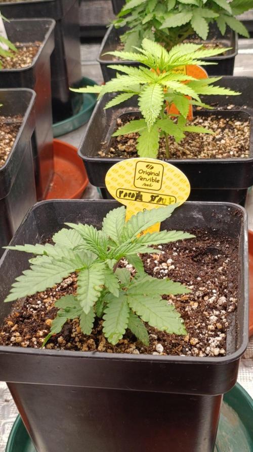 Papaya Stank. Week 3