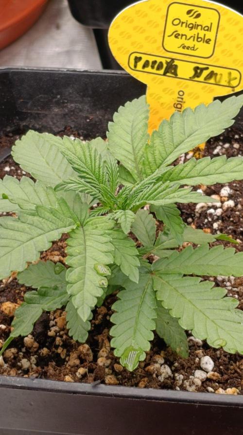 Papaya Stank. Week 3