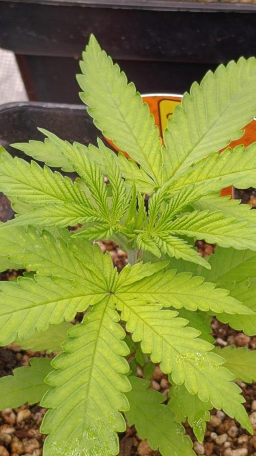Papaya Stank. Week 3