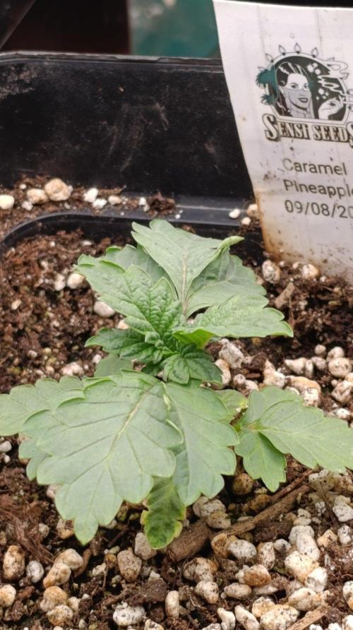 Caramel Pineapple. Week 3