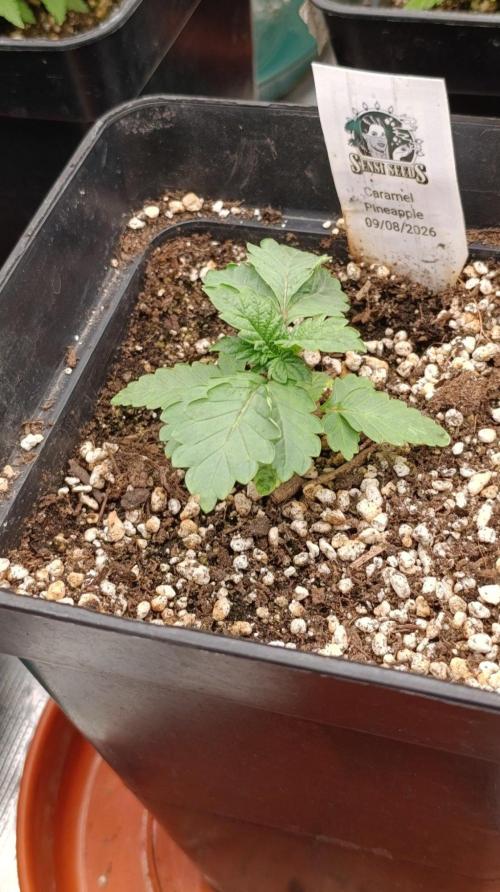 Caramel Pineapple. Week 3