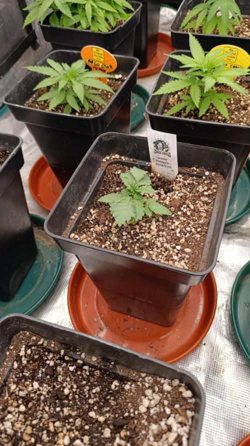 Caramel Pineapple. Week 3