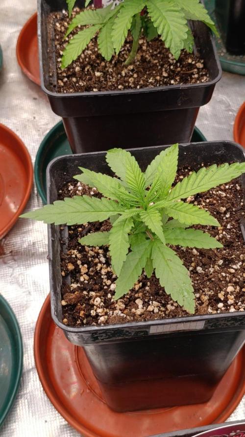 Banana Cake Pop. Week 3