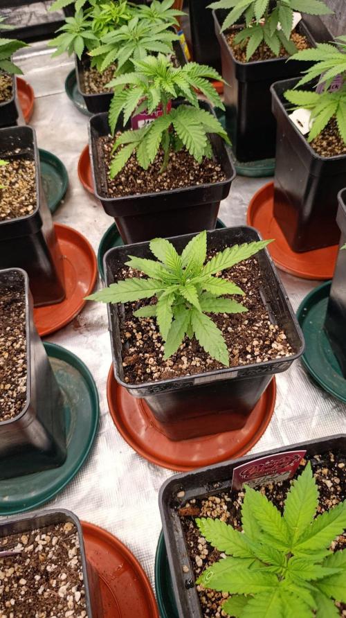 Banana Cake Pop. Week 3