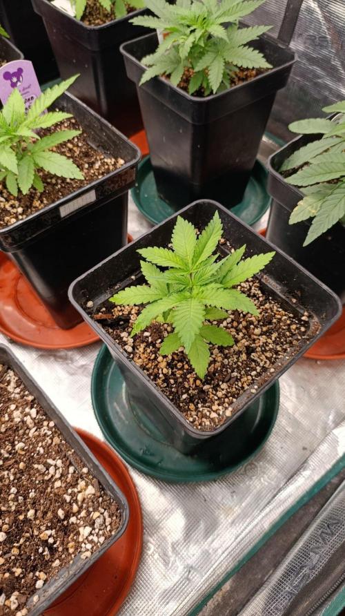 Pineapple Jack. Week 3