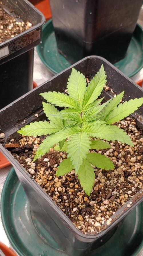 Pineapple Jack. Week 3