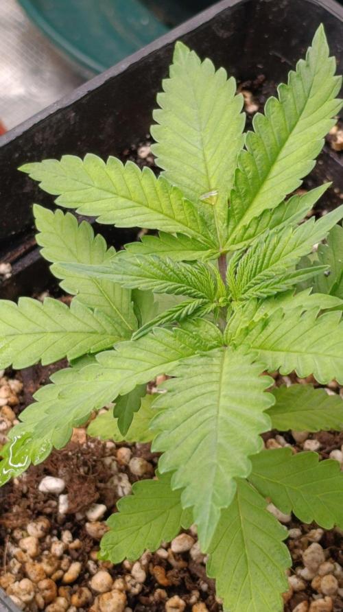 Pineapple Jack. Week 3