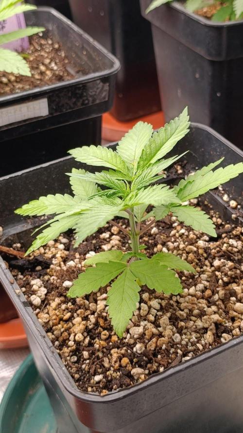 Pineapple Jack. Week 3