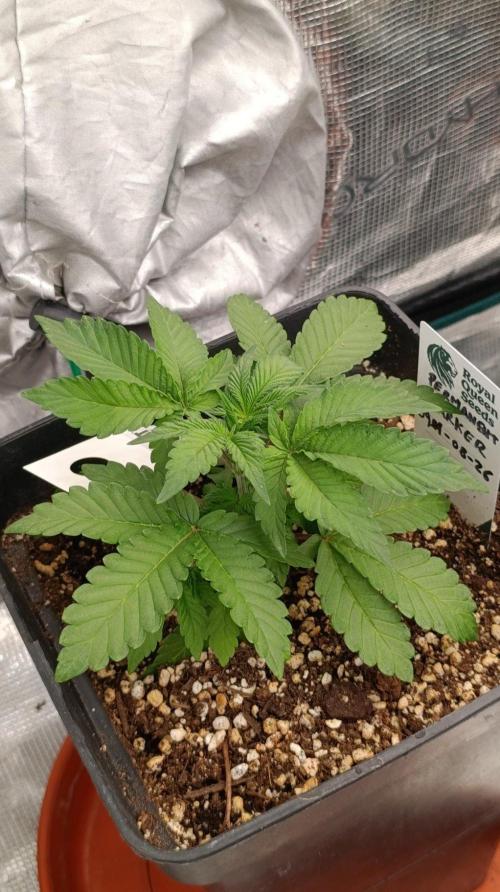 Permanent Marker RQS. Week 3