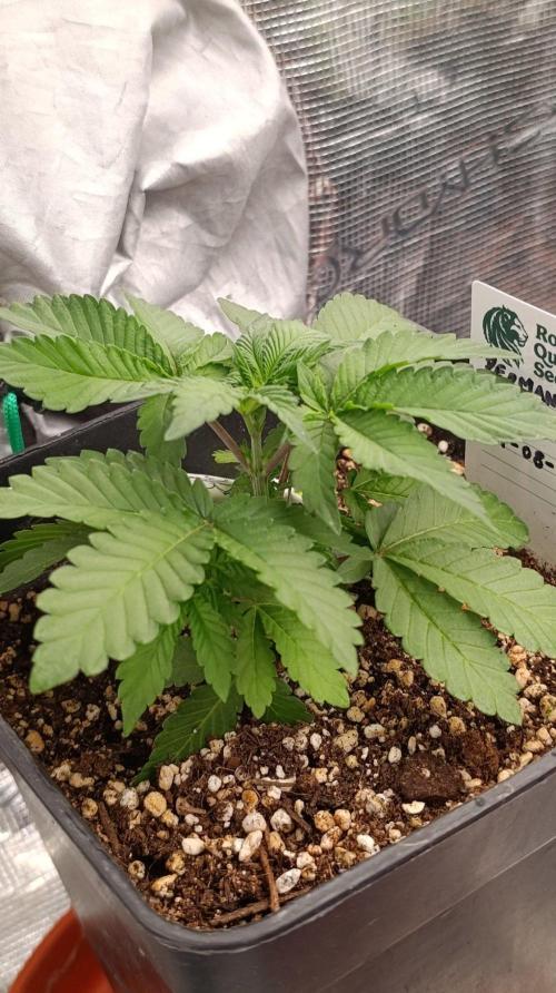 Permanent Marker RQS. Week 3