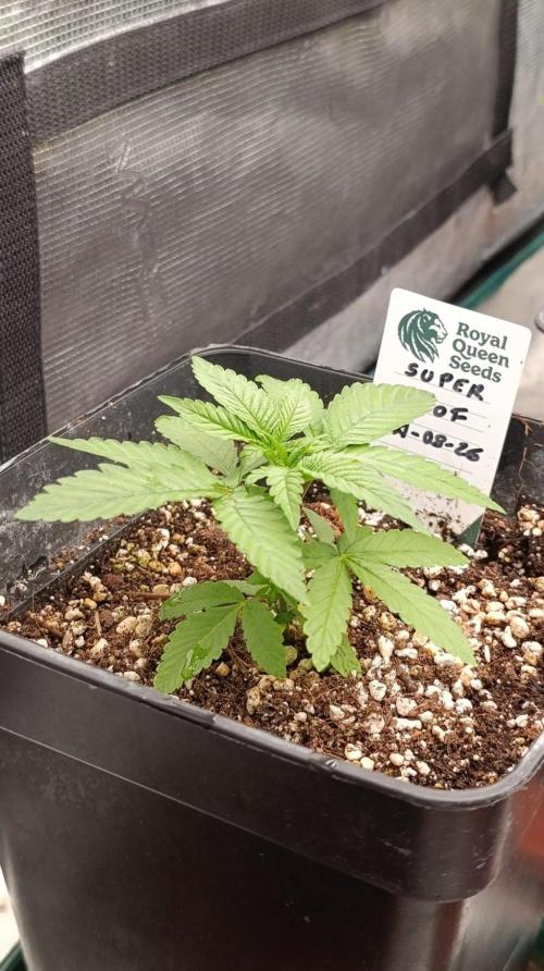 Super Boof RQS. Week 3