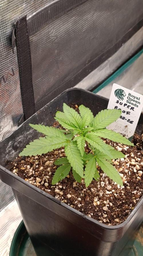 Super Boof RQS. Week 3