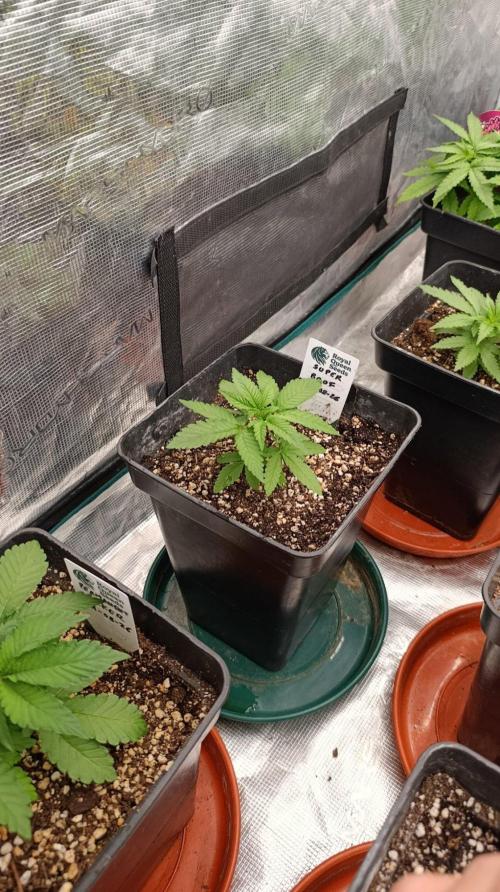 Super Boof RQS. Week 3