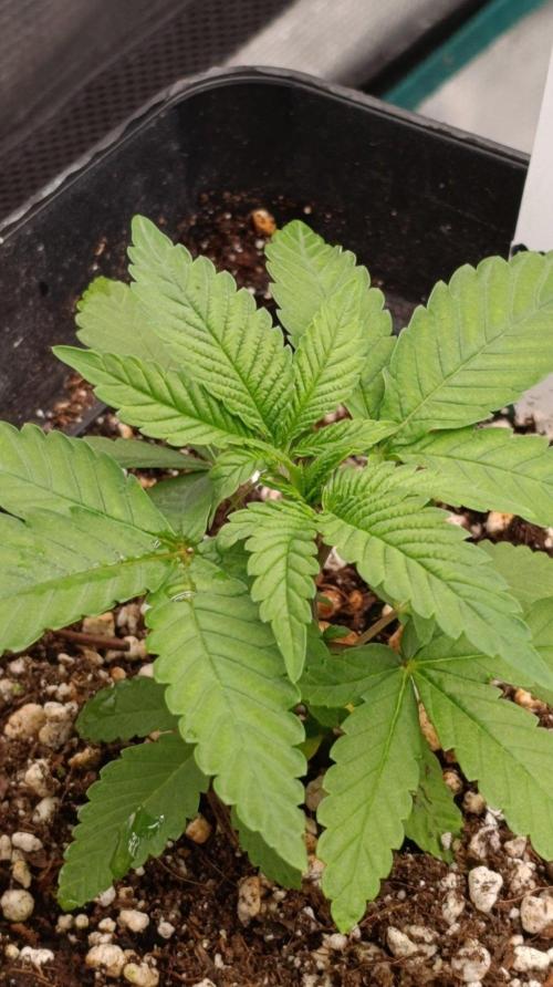Super Boof RQS. Week 3