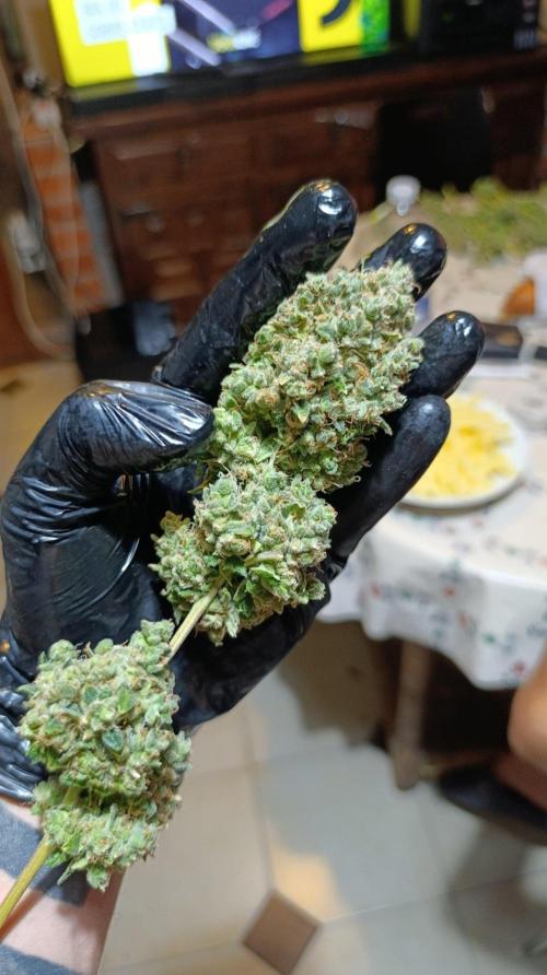 Lemon Parmesan. Week 16