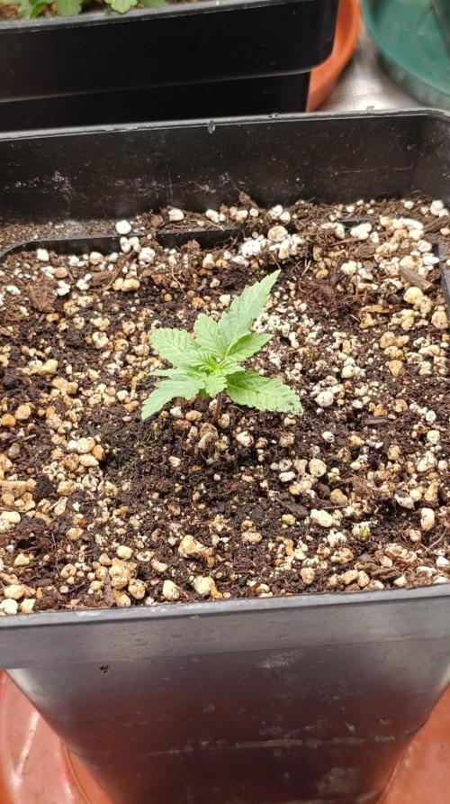 California Octane Triploid. Week 2