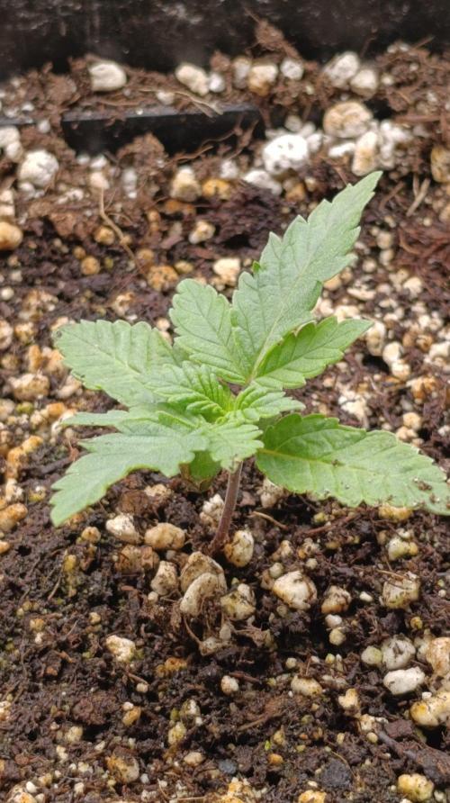 California Octane Triploid. Week 2