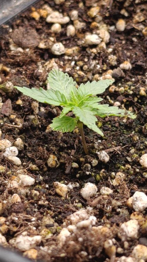 Blueberry Muffin. Week 2