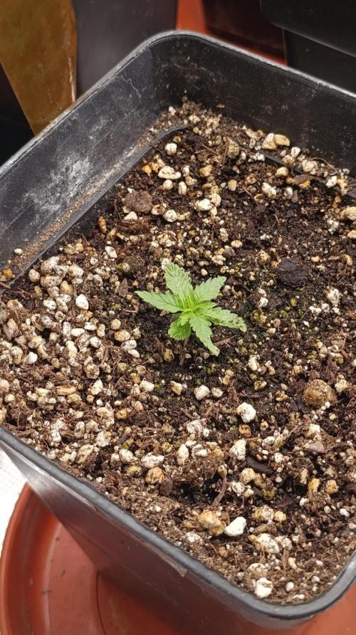 Blueberry Muffin. Week 2