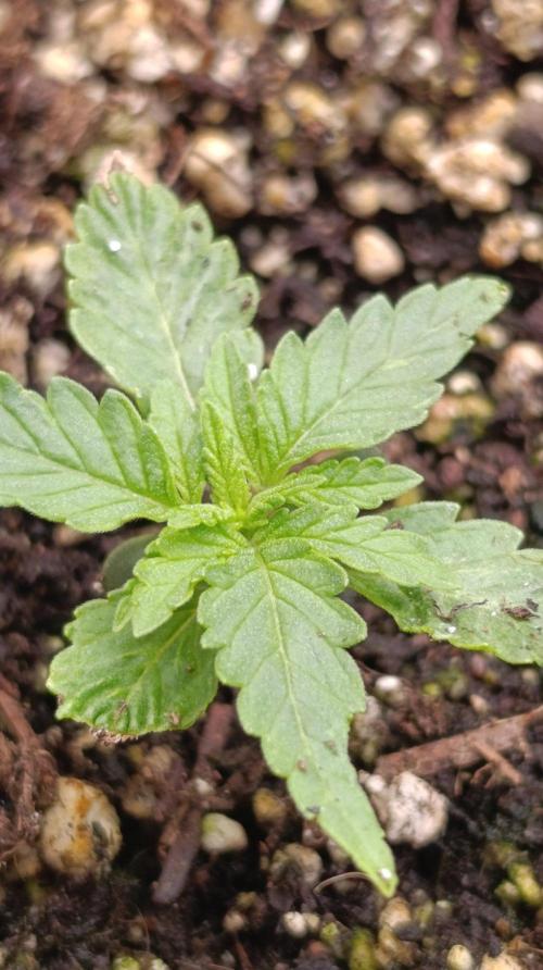 Blueberry Muffin. Week 2