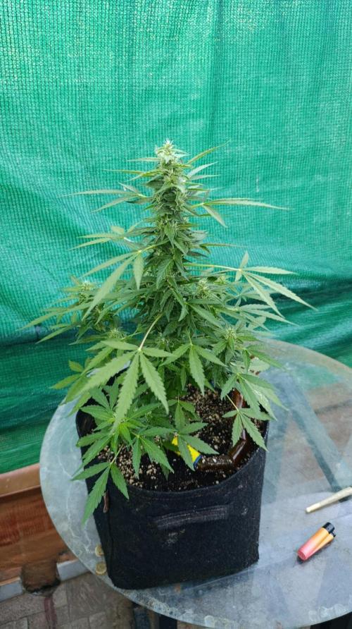 Niagara Outdoor Season. Week 7